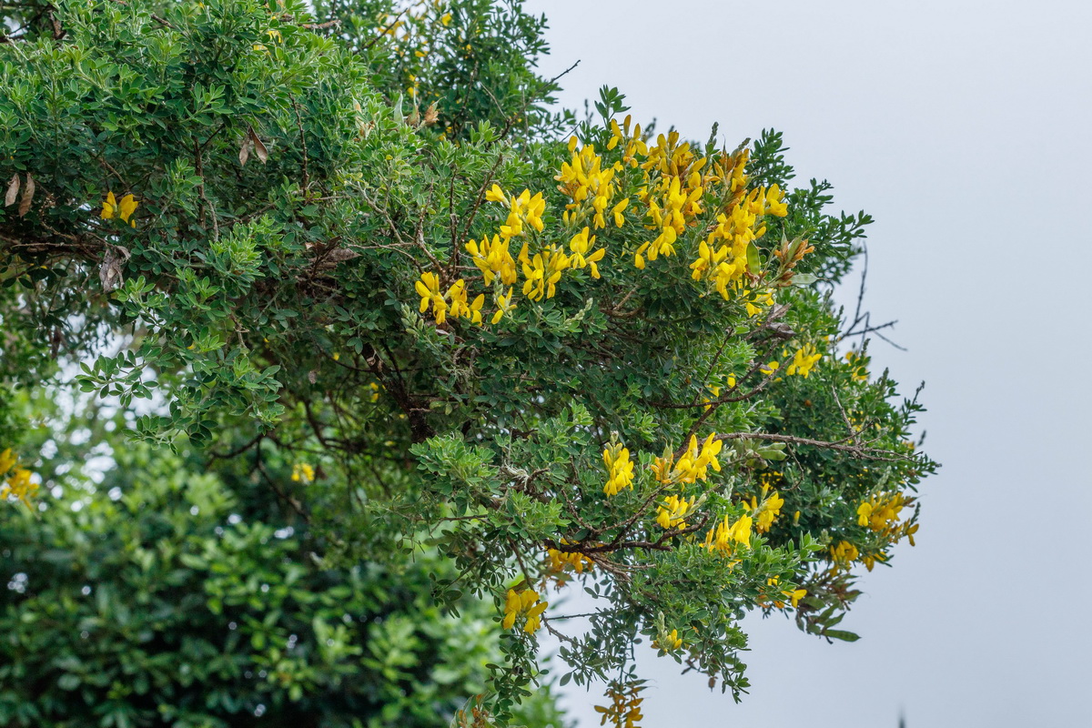 Teline Stenopetala Subsp. Microphylla